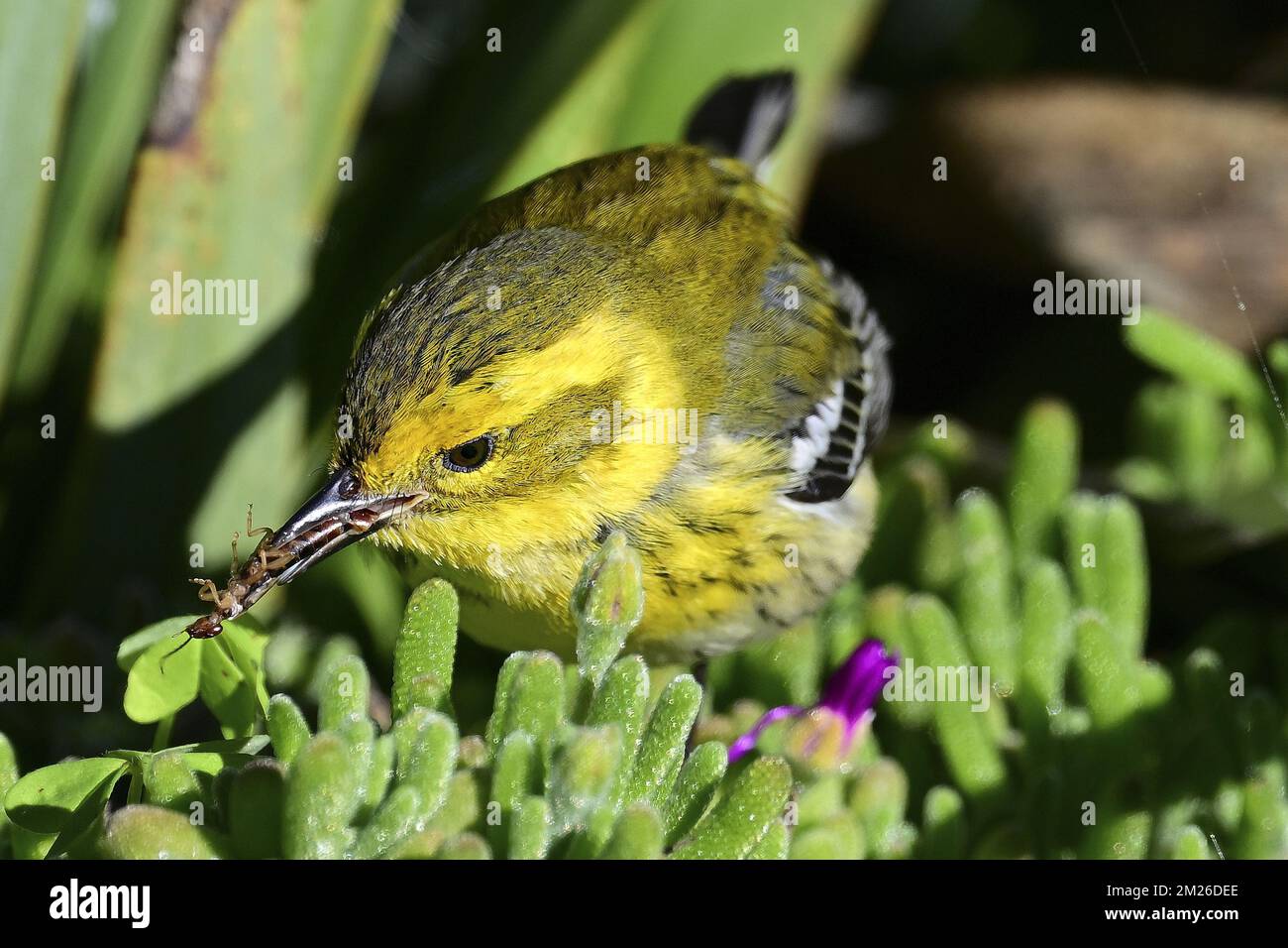 Pacific Grove, California, USA. 13th Dec, 2022. Warbler eats prey