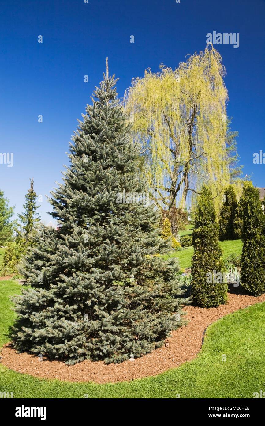 Evergreen trees in mulch border and Salix- Weeping Willow tree in backyard garden in spring. Stock Photo