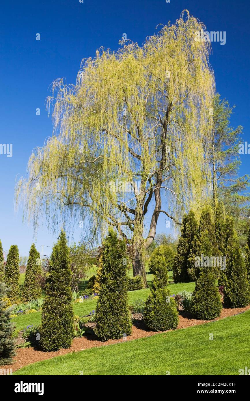 Thuja - Cedar trees in mulch border and Salix- Weeping Willow tree in backyard garden in spring. Stock Photo