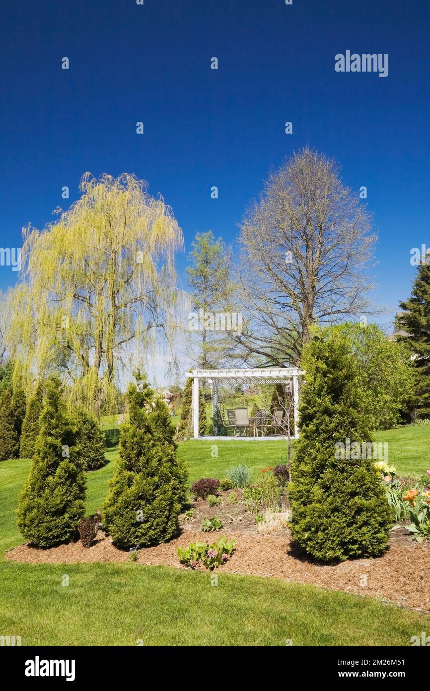 Pergola and Thuja - Cedar trees in mulch borders and Salix- Weeping Willow tree in backyard garden in spring. Stock Photo