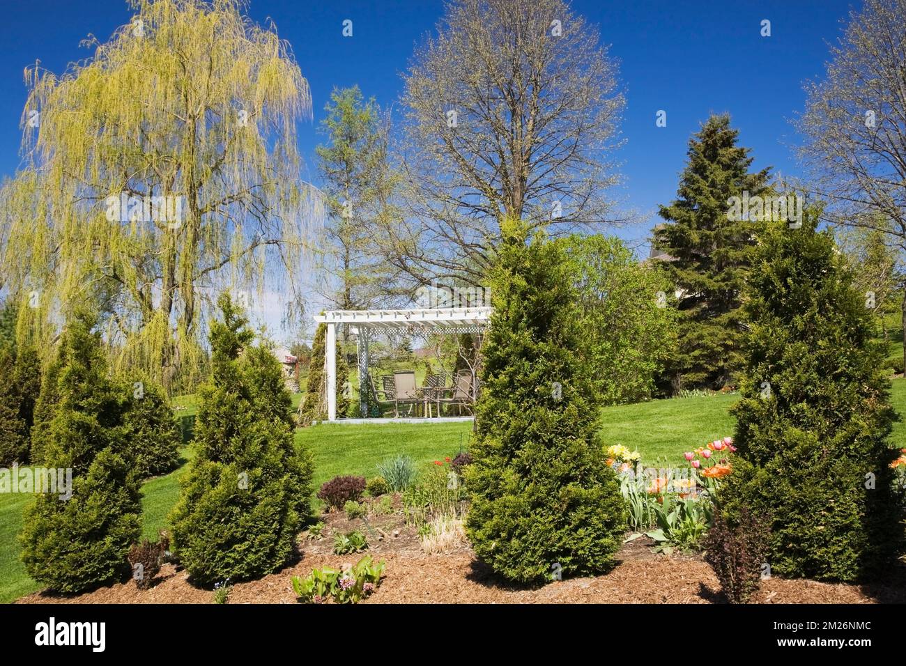 Pergola and Thuja - Cedar trees in mulch borders and Salix- Weeping Willow tree in backyard garden in spring. Stock Photo