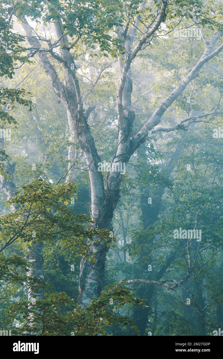 Beech trees in misty morning forest Stock Photo