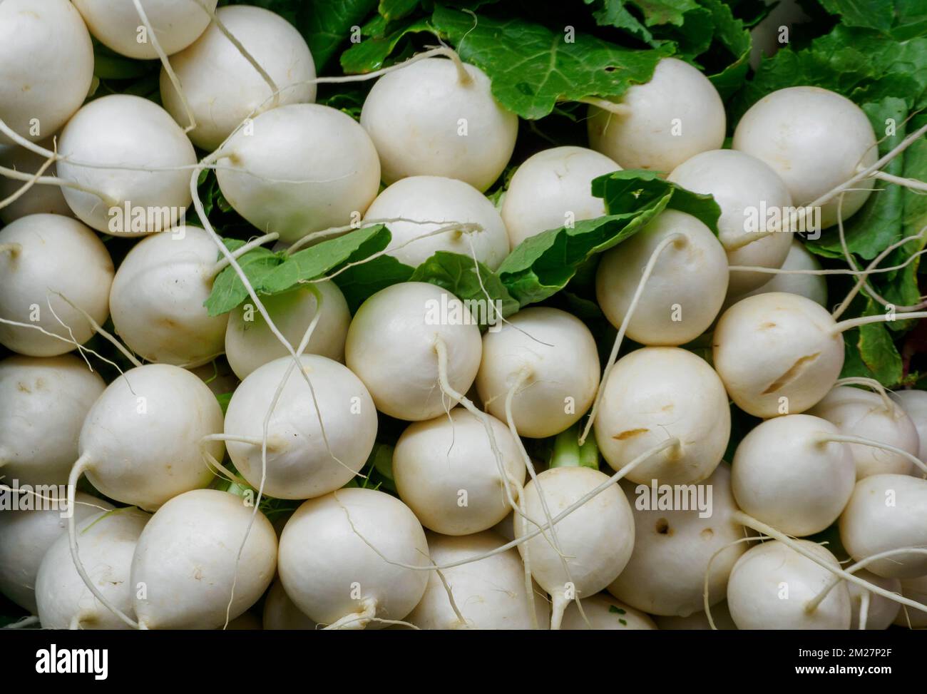 White radishes with green leaves Stock Photo