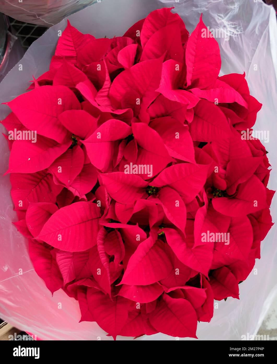 Vibrant rich full red poinsetta plant top view Stock Photo - Alamy