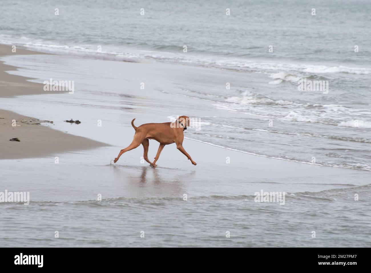 Brown vizsla walking on the beach with water in the distance Stock Photo
