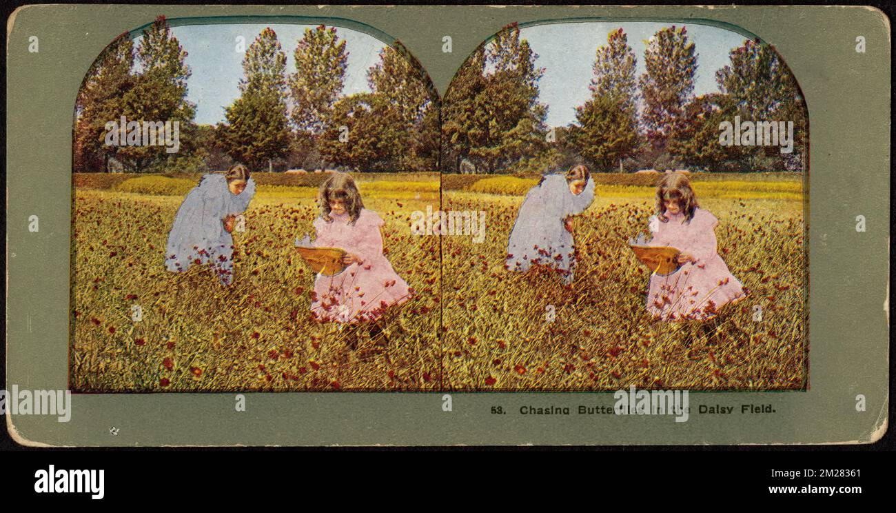 Chasing butterflies in the daisy field , Children, Play Recreation, Flowers, Meadows, Butterfly nets Stock Photo
