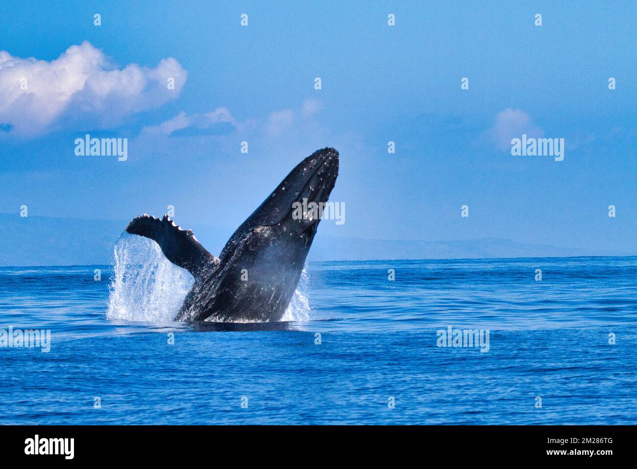 Large humpback whale breaching on maui Stock Photo