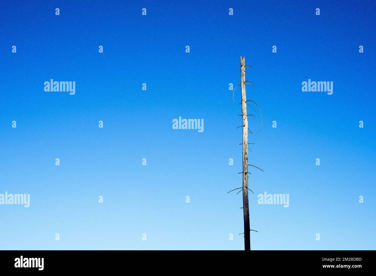 A tall dry tree trunk against the blue, clear sky Stock Photo - Alamy