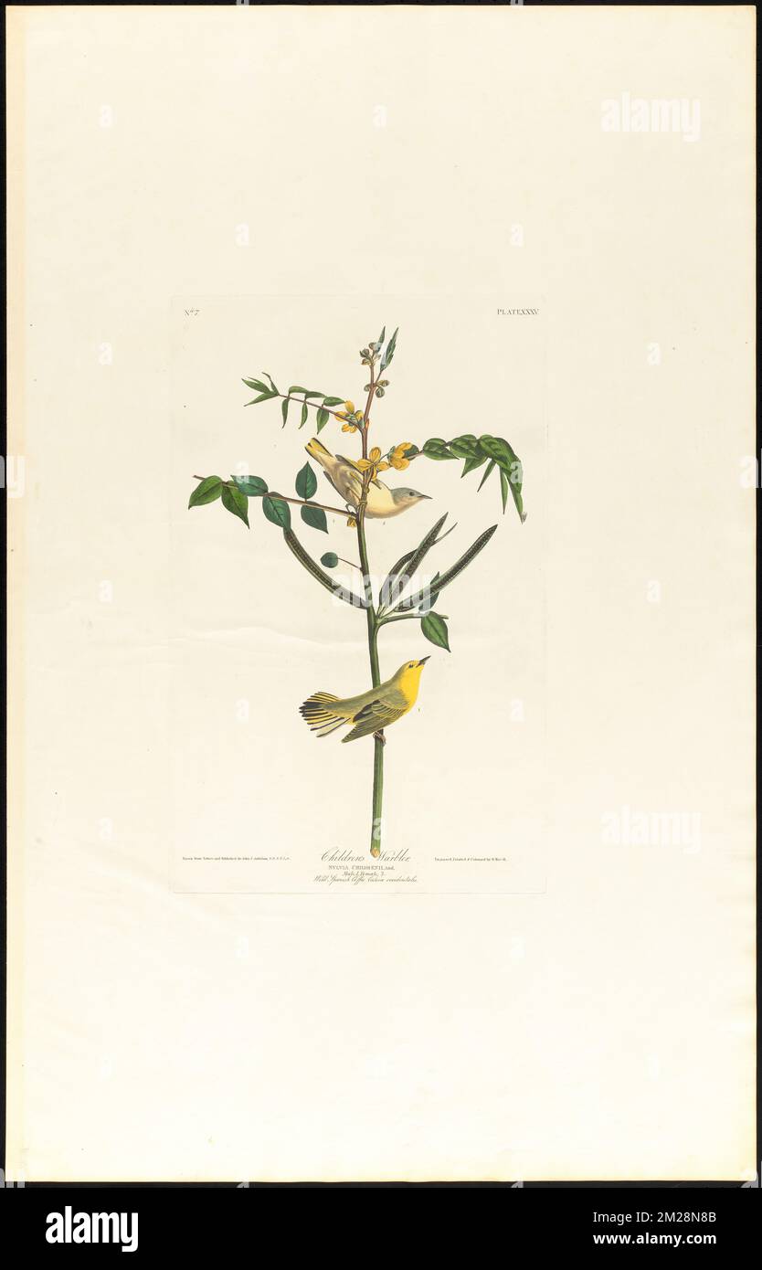 Children's warbler : Sylvia childrenii, And. Male, 1. Female, 2. Wild Spanish coffee. Cassia occidentalis. c.1 v.1 plate 35 , Birds, Medicinal plants, Yellow warbler, Senna obtusifolia. The Birds of America- From Original Drawings by John James Audubon Stock Photo