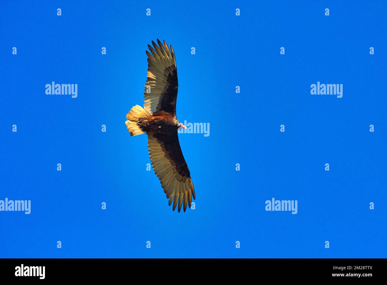 Large California condor soaring overhead against a brilliant bkue sky