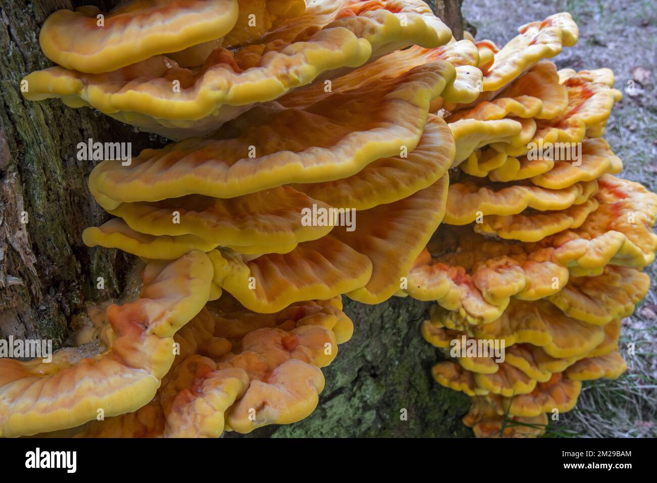 Chicken-of-the-woods / crab-of-the-woods / sulphur polypore / sulphur shelf (Laetiporus sulphureus) growing on tree stump in forest in summer | Polypore soufré (Polyporus sulphureus / Polyporus sulfureus) 31/07/2017 Stock Photo