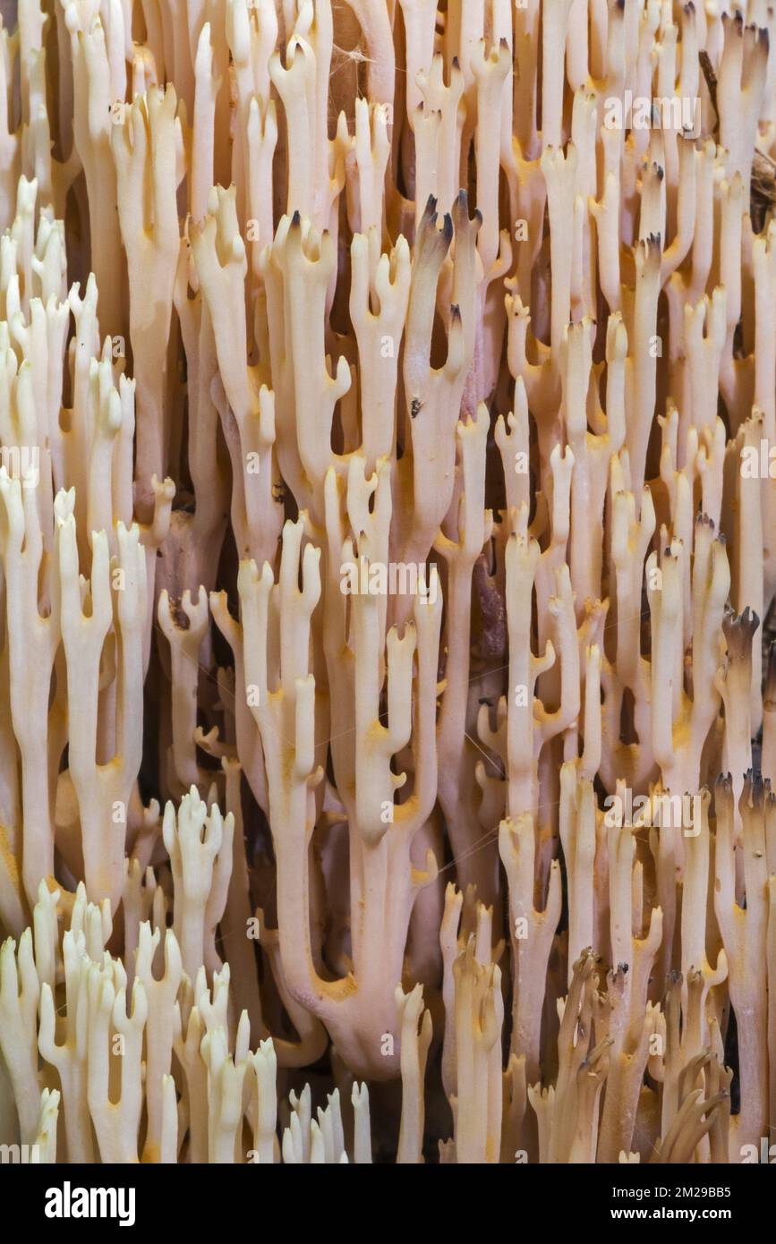 Branch coral hi-res stock photography and images - Alamy