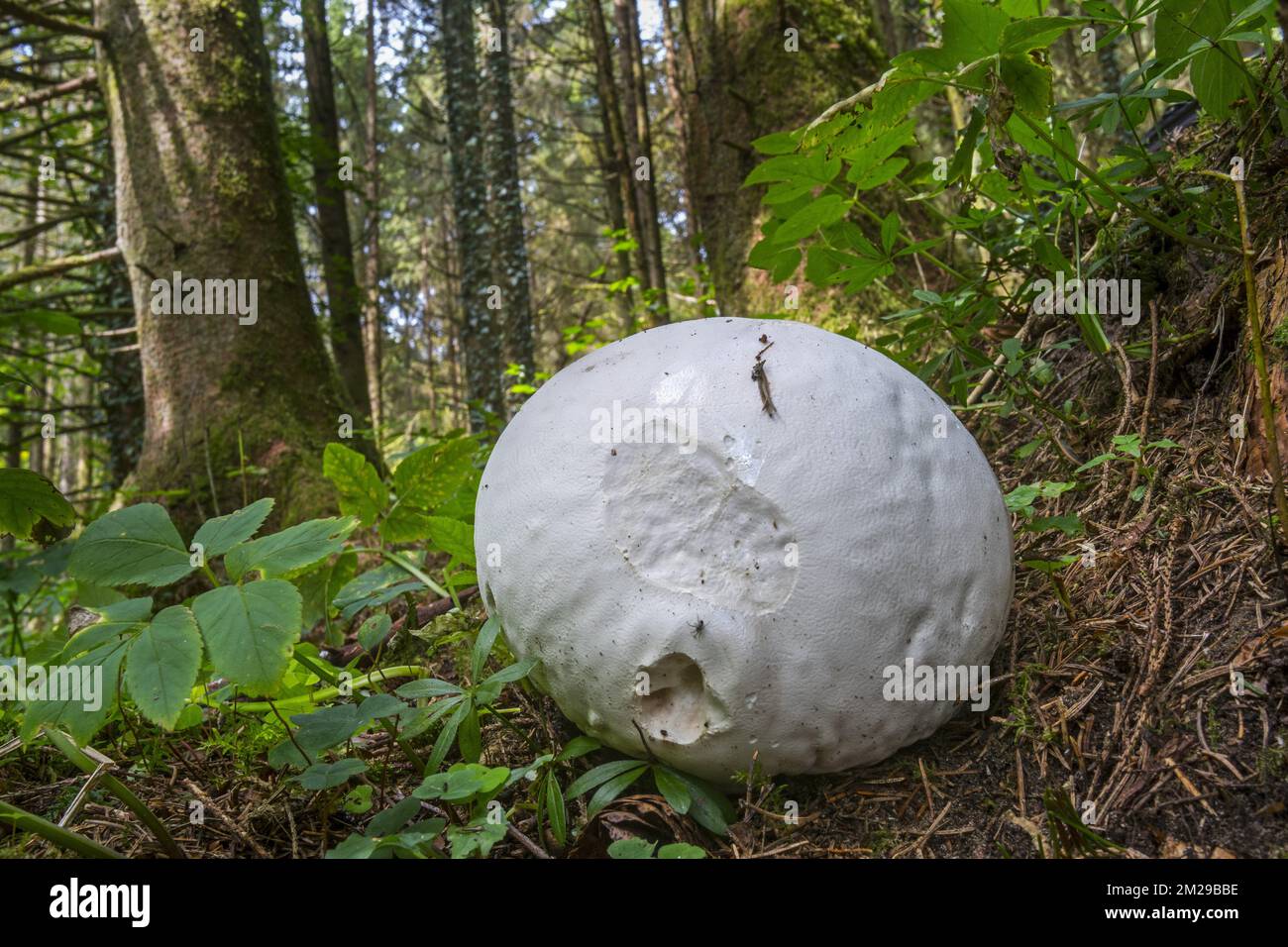 Tete de loup profile Banque de photographies et d'images à haute résolution  - Alamy