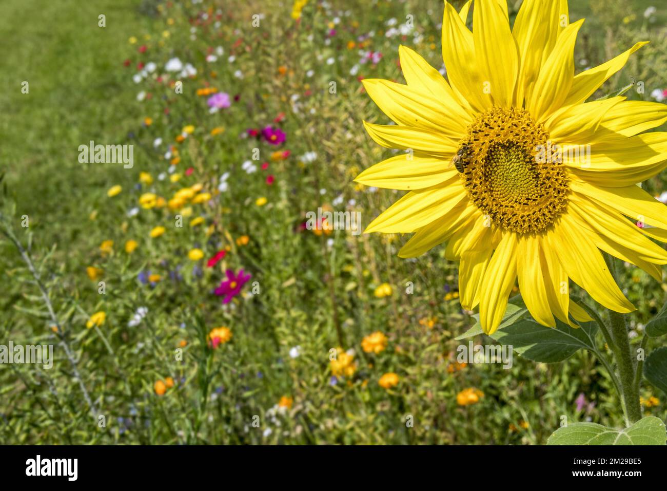 Sunflower and colourful wildflowers in wildflower zone bordering