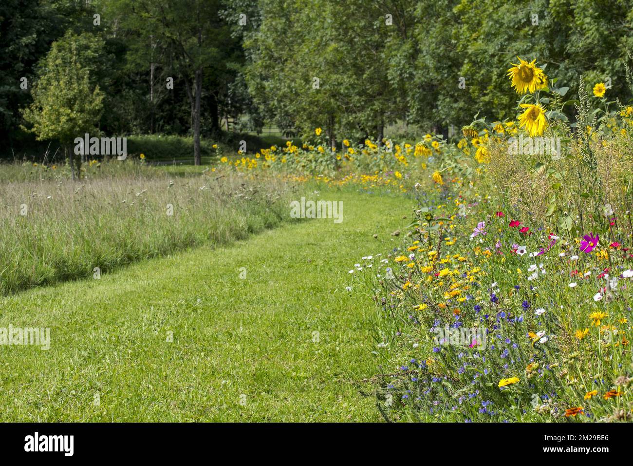 Mixture of colourful wildflowers in wildflower zone bordering grassland