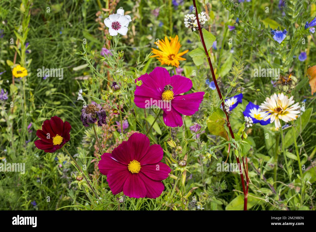 Mélange attractif pour papillons, abeilles et pollinisateurs - Floraison colorée, nourrit les abeilles tout l'été - Très grand sachet - 500 g main image 0