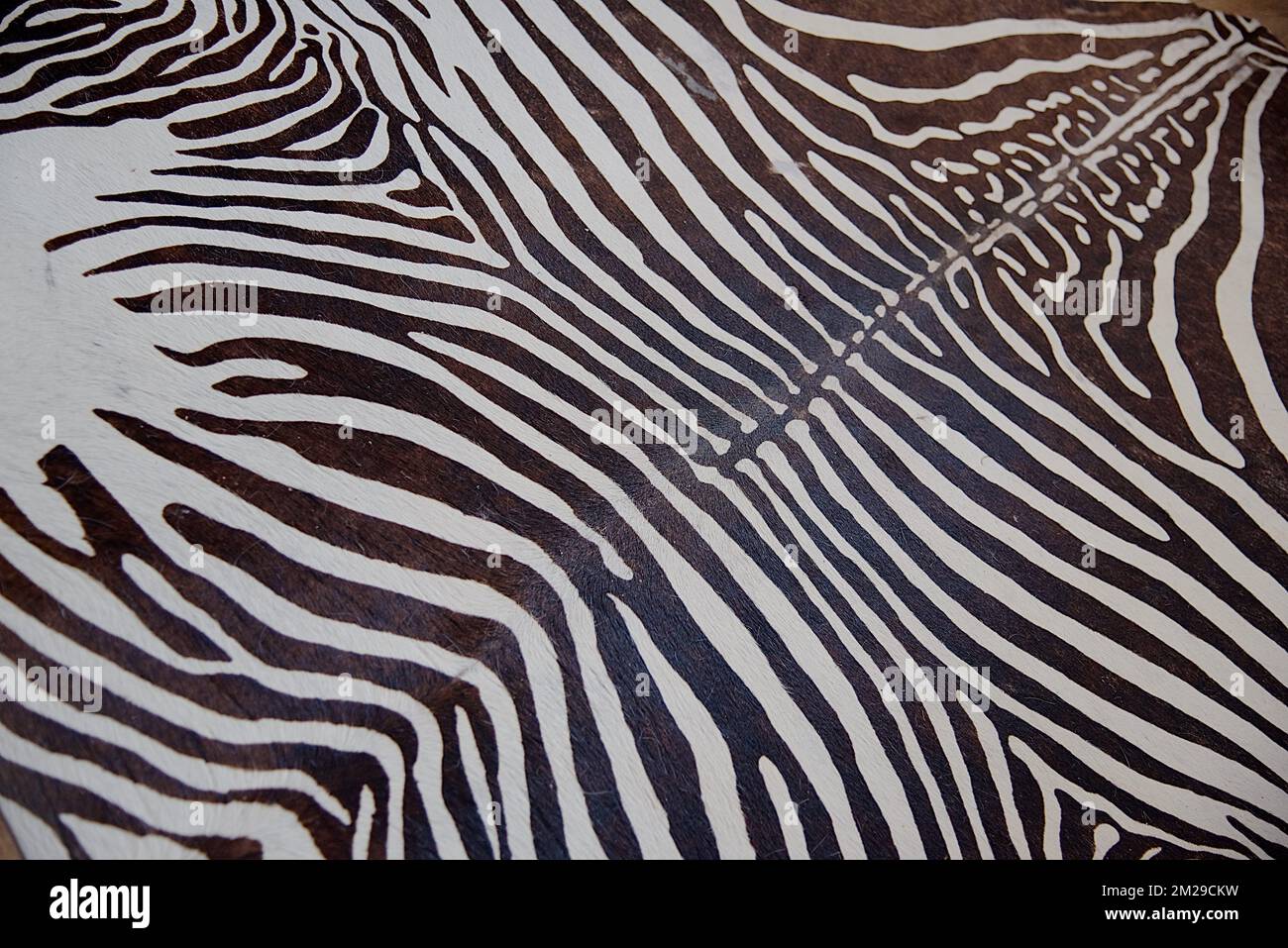 Zebra textures | Textures zèbre 20/08/2017 Stock Photo