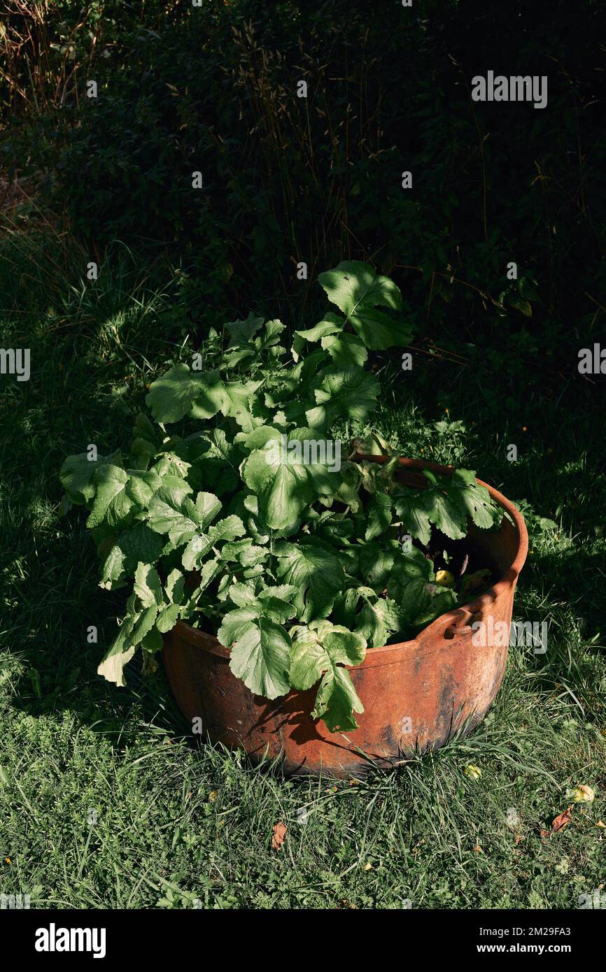 The turnips growing in an old rusty iron pot in the garden Stock Photo