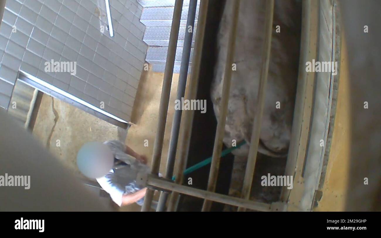 ATTENTION EDITORS - HAND OUT VIDEO GRAB - BEST QUALITY AVAILABLE - EDITORIAL USE ONLY Illustration shows hand out video grab from ANimal Rights organisation showing worker of the Verbist EEG slaughterhouse in Izegem, Tuesday 12 September 2017. Animal Rights handed out a hidden camera video with cruel images from inside the slaughterhouse during the killing of animals. Flemish Minister Ben Weyts ordered the closing of the slaughterhouse and clients as Delhaize announced they stop their collaboration and Colruyt suspended the commands. BELGA PHOTO HAND OUT ANIMAL RIGHTS  Stock Photo