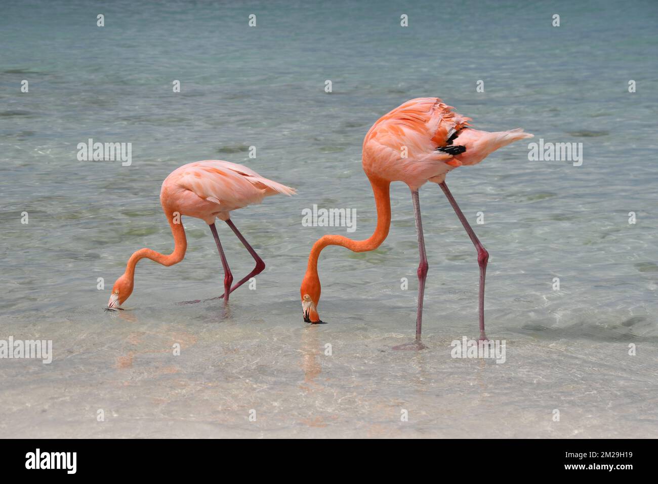 Flamingo on Flamingo Beach, Aruba Stock Photo - Alamy