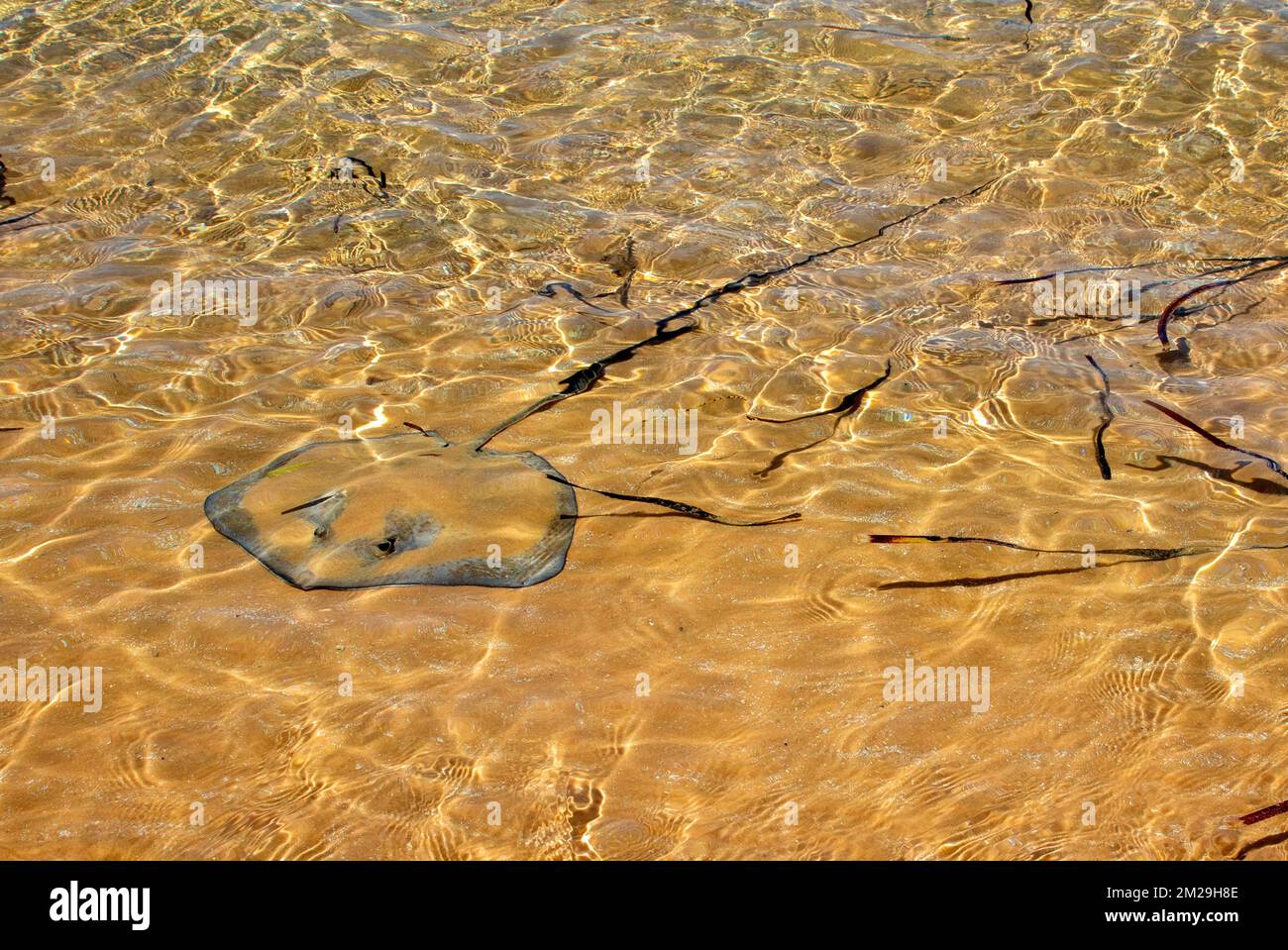 Spotted whiptail ray in Big Lagoon, Francois Peron National Park Stock Photo