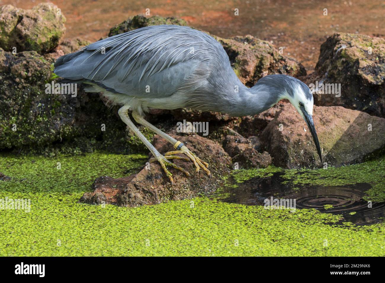 White-faced heron / white-fronted heron (Egretta novaehollandiae) fishing in pond, native to New Zealand and Australia | Aigrette à face blanche / Aigrette australienne (Egretta novaehollandiae) de l'Australie 17/09/2017 Stock Photo