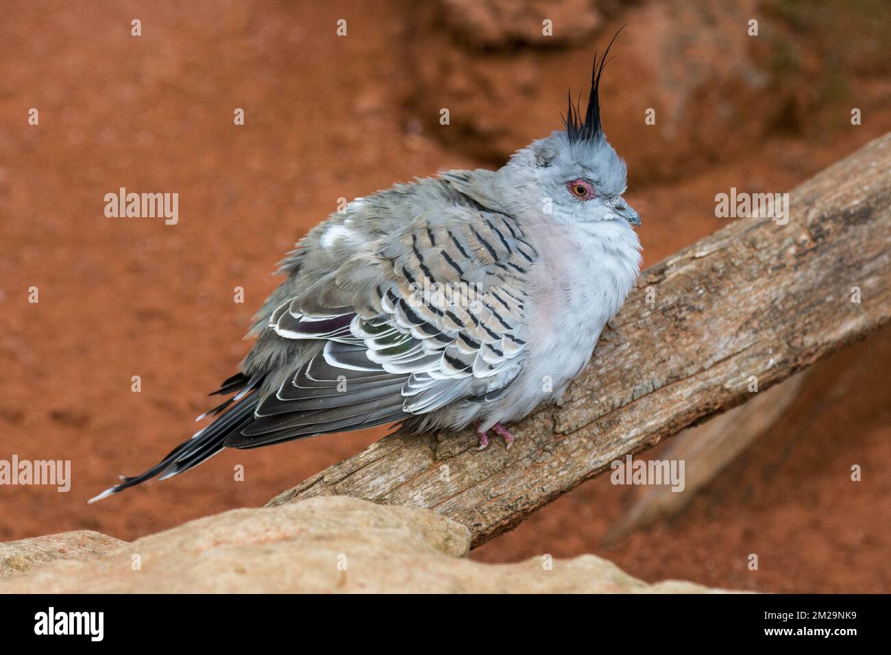 Crested pigeon (Ocyphaps lophotes) native to Australia | Colombine longup / Colombe lophote (Ocyphaps lophotes / Geophaps lophotes) de l'Australie 17/09/2017 Stock Photo