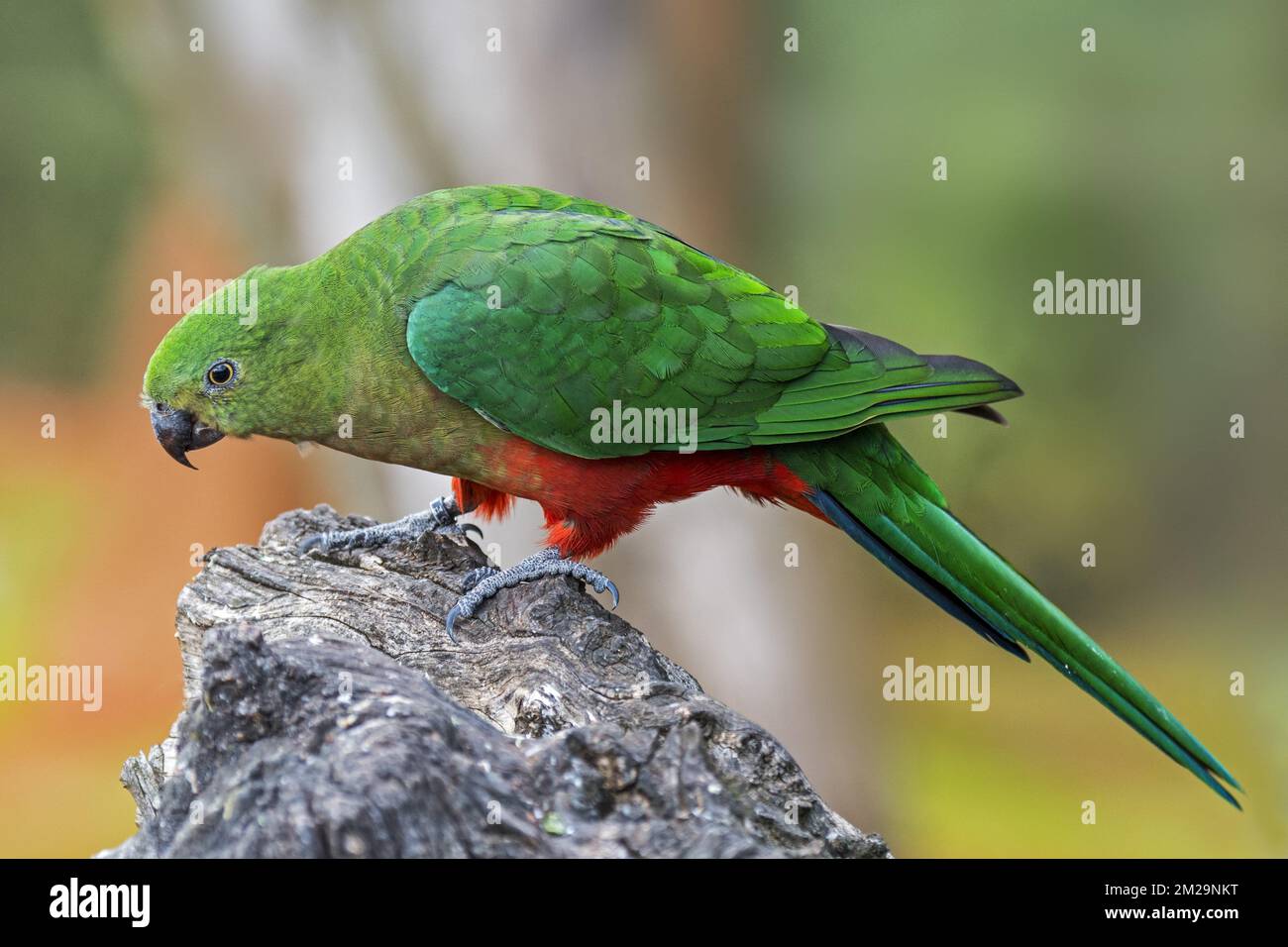Australian king parrot (Alisterus scapularis) female, native to eastern Australia | Perruche royale (Alisterus scapularis) femelle de l'Australie 17/09/2017 Stock Photo