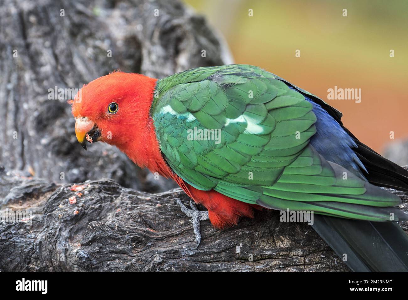 Australian king parrot (Alisterus scapularis) male, native to eastern Australia | Perruche royale (Alisterus scapularis) mâle de l'Australie 17/09/2017 Stock Photo