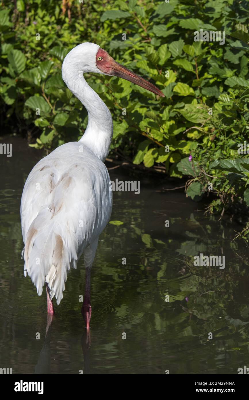 Siberian crane / Siberian white crane / snow crane (Leucogeranus — free download