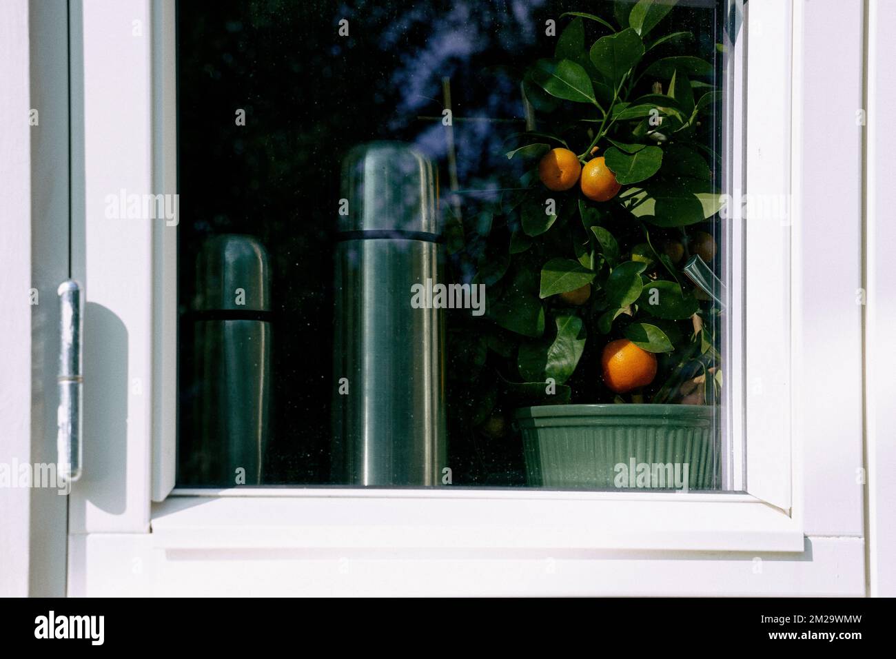 A small potted Calamansi tree and vacuum flasks on the window sill Stock Photo
