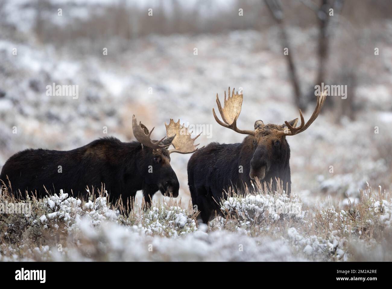 A pair of bull moose standing in snow-covered sagebrush on Antelope Flats. Grand Teton National Park, Wyoming Stock Photo