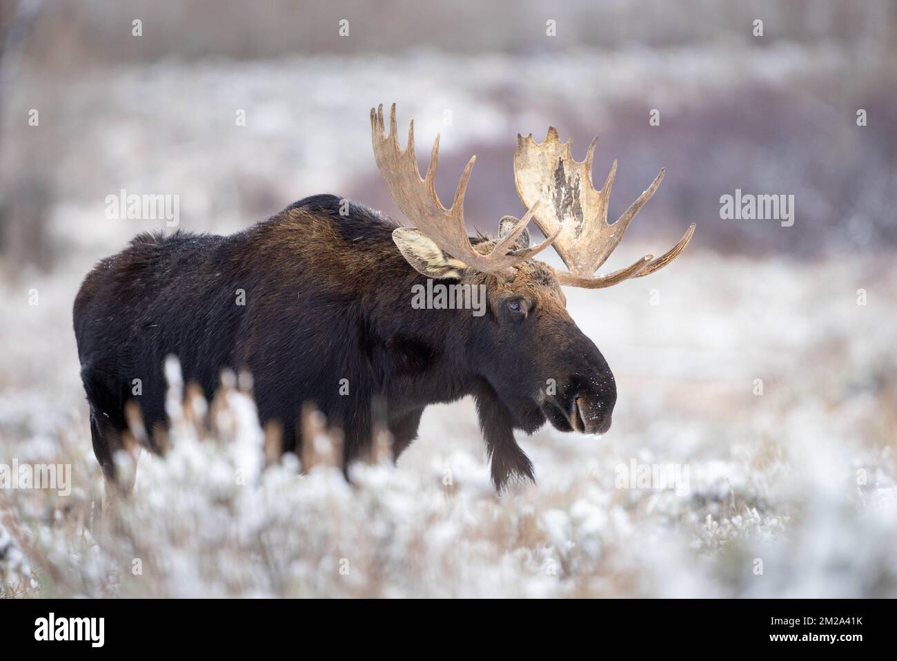 A large bull moose standing in a snowy landscape on Antelope Flats. Grand Teton National Park, Wyoming Stock Photo