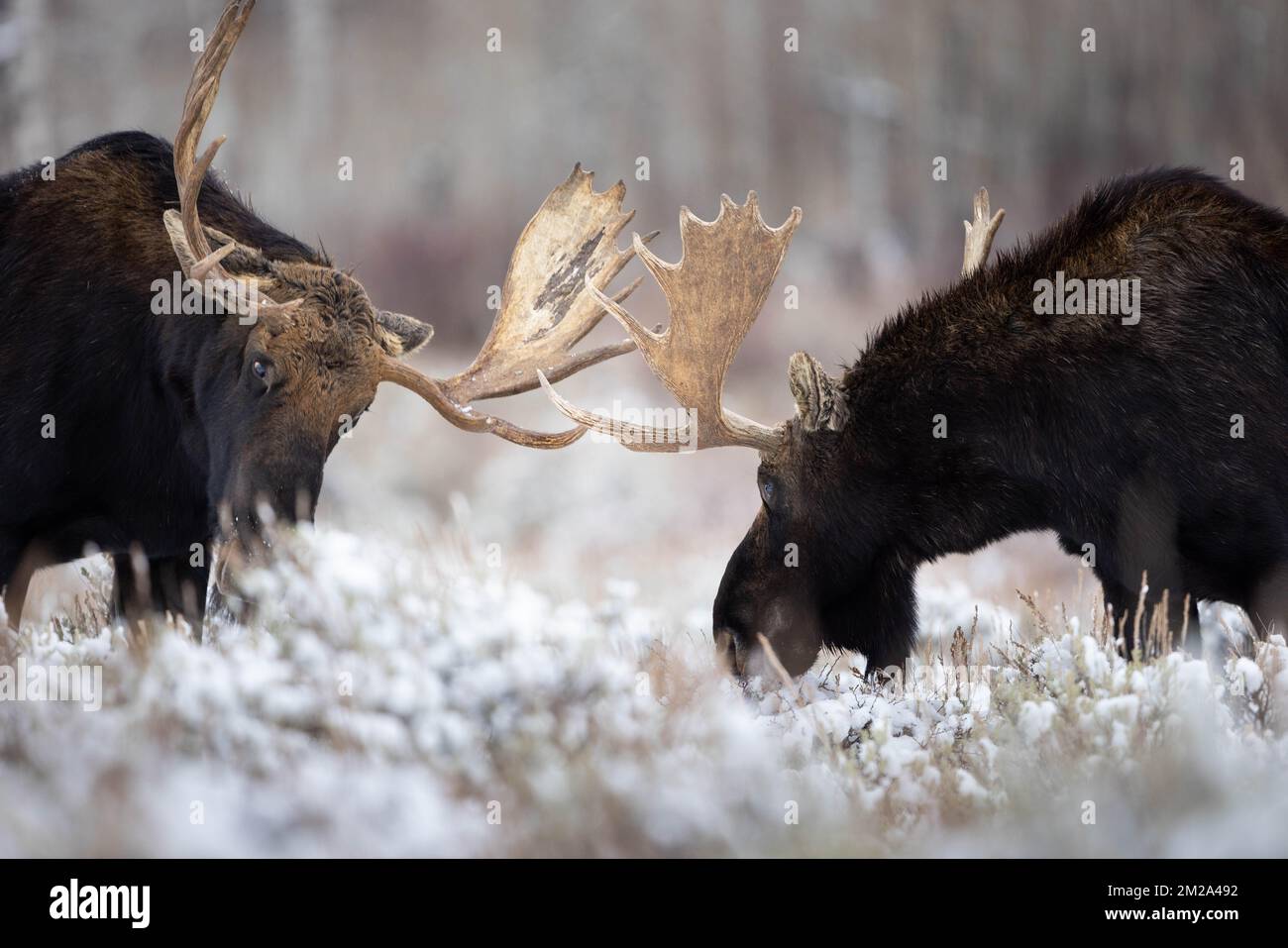 A pair of bull moose sparring in snow-covered sagebrush. Grand Teton National Park, Wyoming Stock Photo