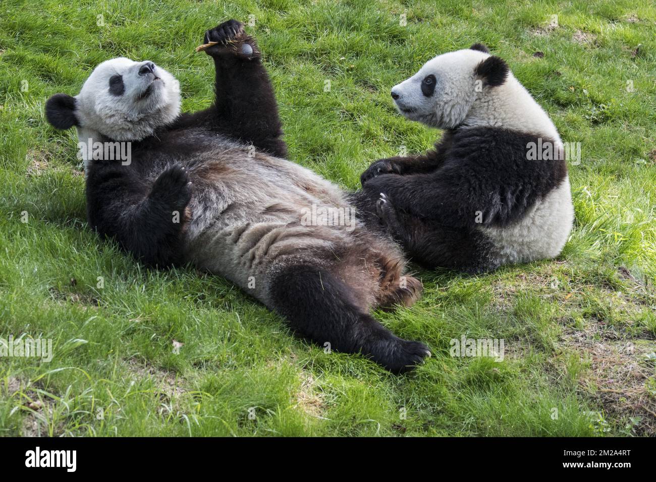 Young giant panda (Ailuropoda melanoleuca) watching mother eating