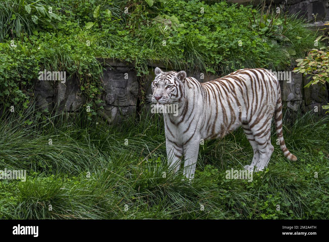 White tiger / bleached tiger (Panthera tigris) walking among Indian ...