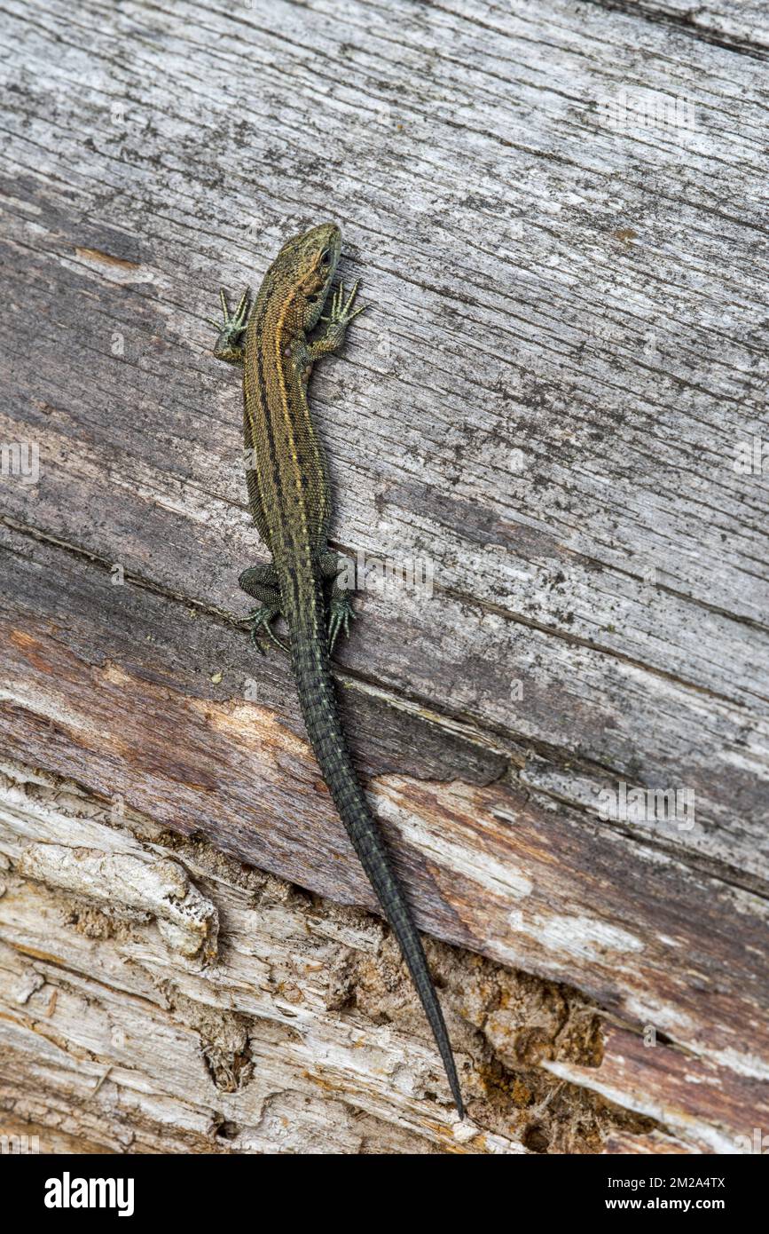 Young viviparous lizard / Common lizard (Zootoca vivipara / Lacerta vivipara) juvenile sunning on log in summer | Lézard vivipare (Zootoca vivipara / Lacerta vivipara) juvenile 03/09/2017 Stock Photo