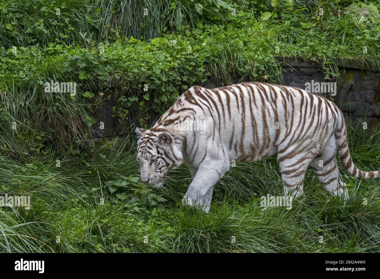 White tiger / bleached tiger (Panthera tigris) pigmentation variant of ...