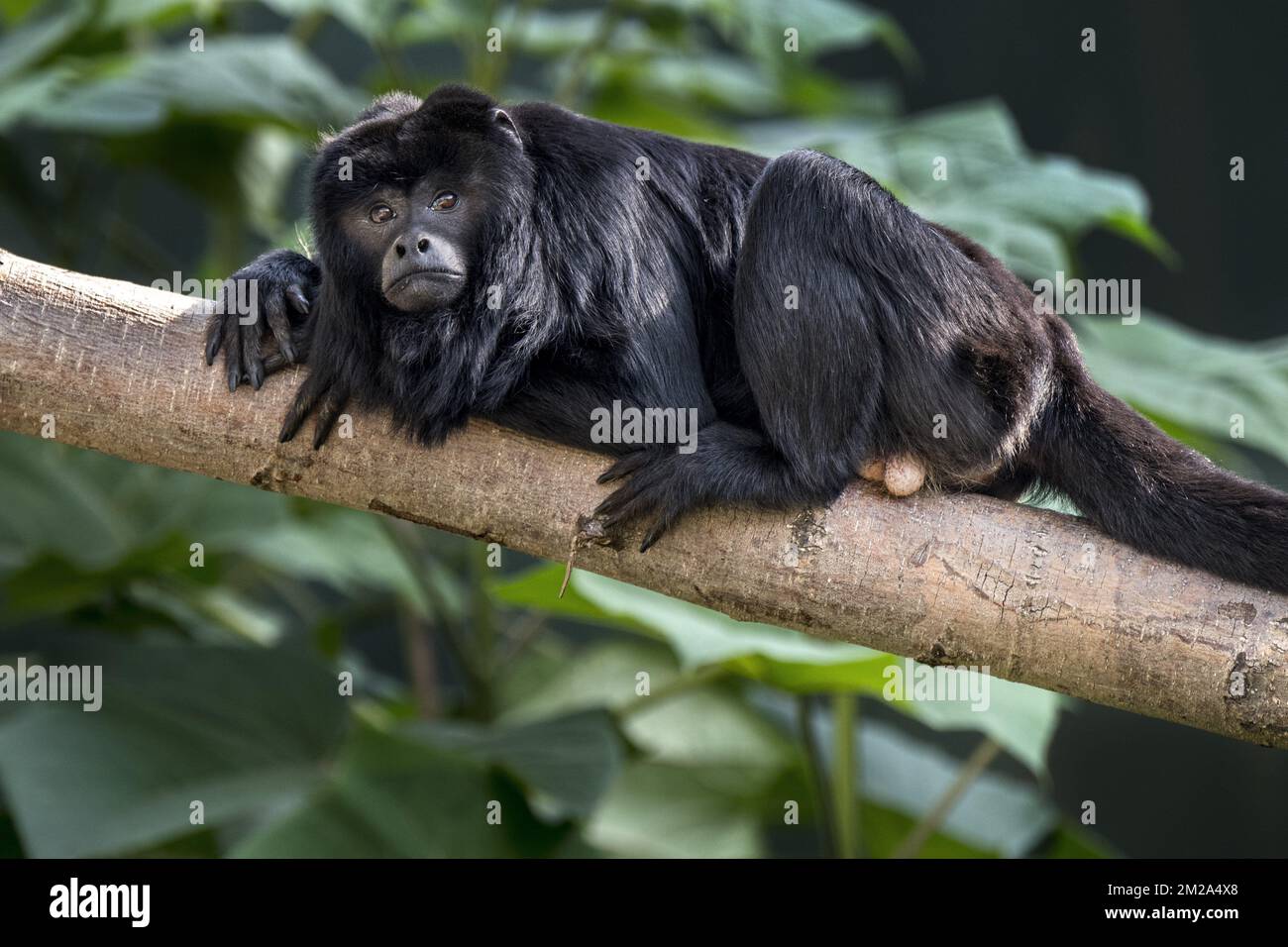 Black howler monkey / black-and-gold howler (Alouatta caraya) male in