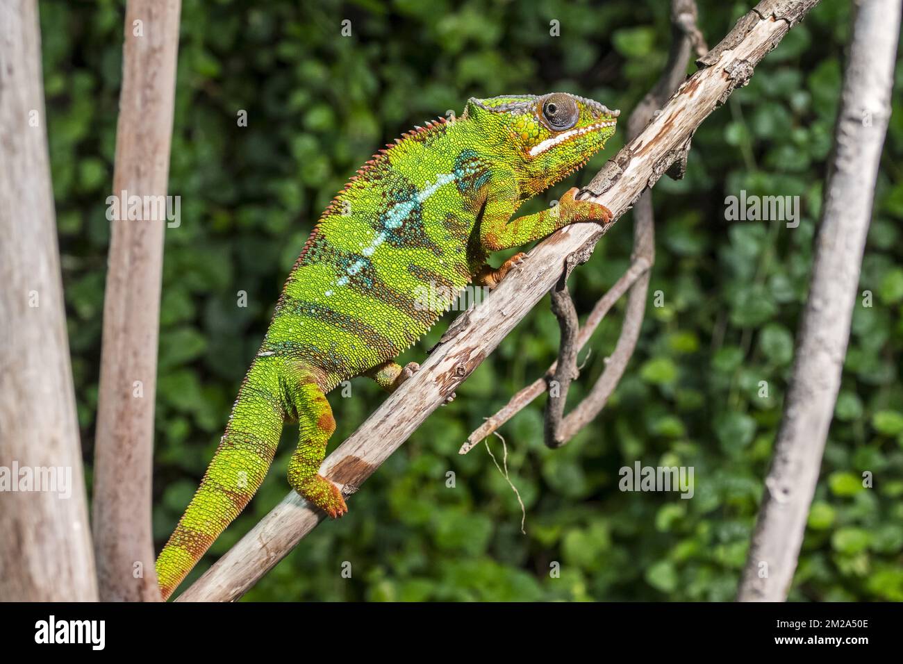 Cameleon panthere hi-res stock photography and images - Alamy