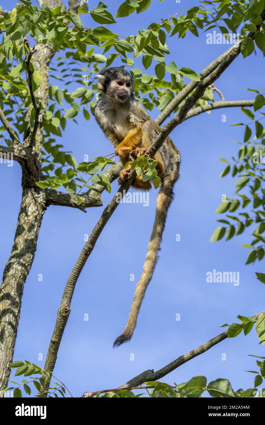 Black-capped squirrel monkey / Peruvian squirrel monkey (Saimiri