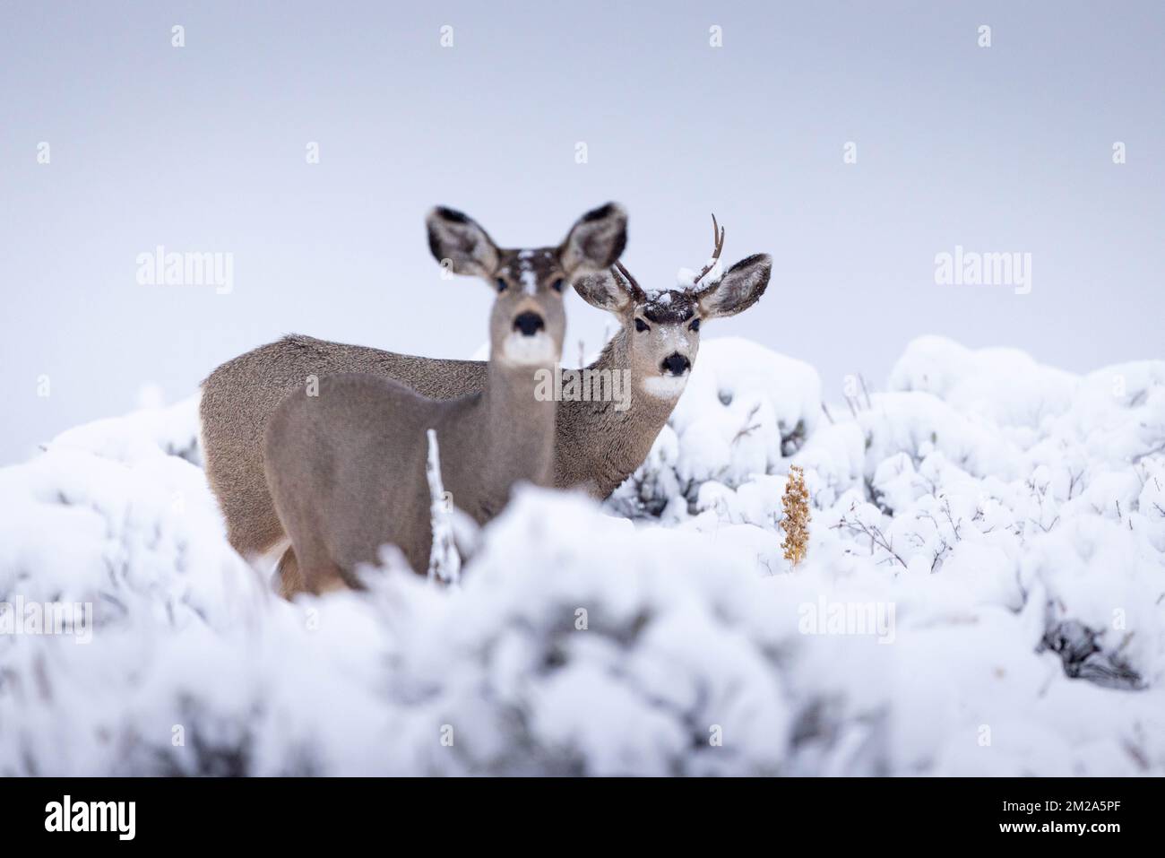 A mule deer buck standing behind a doe in a snow-covered landscape on Antelope Flats. Grand Teton National Park, Wyoming Stock Photo