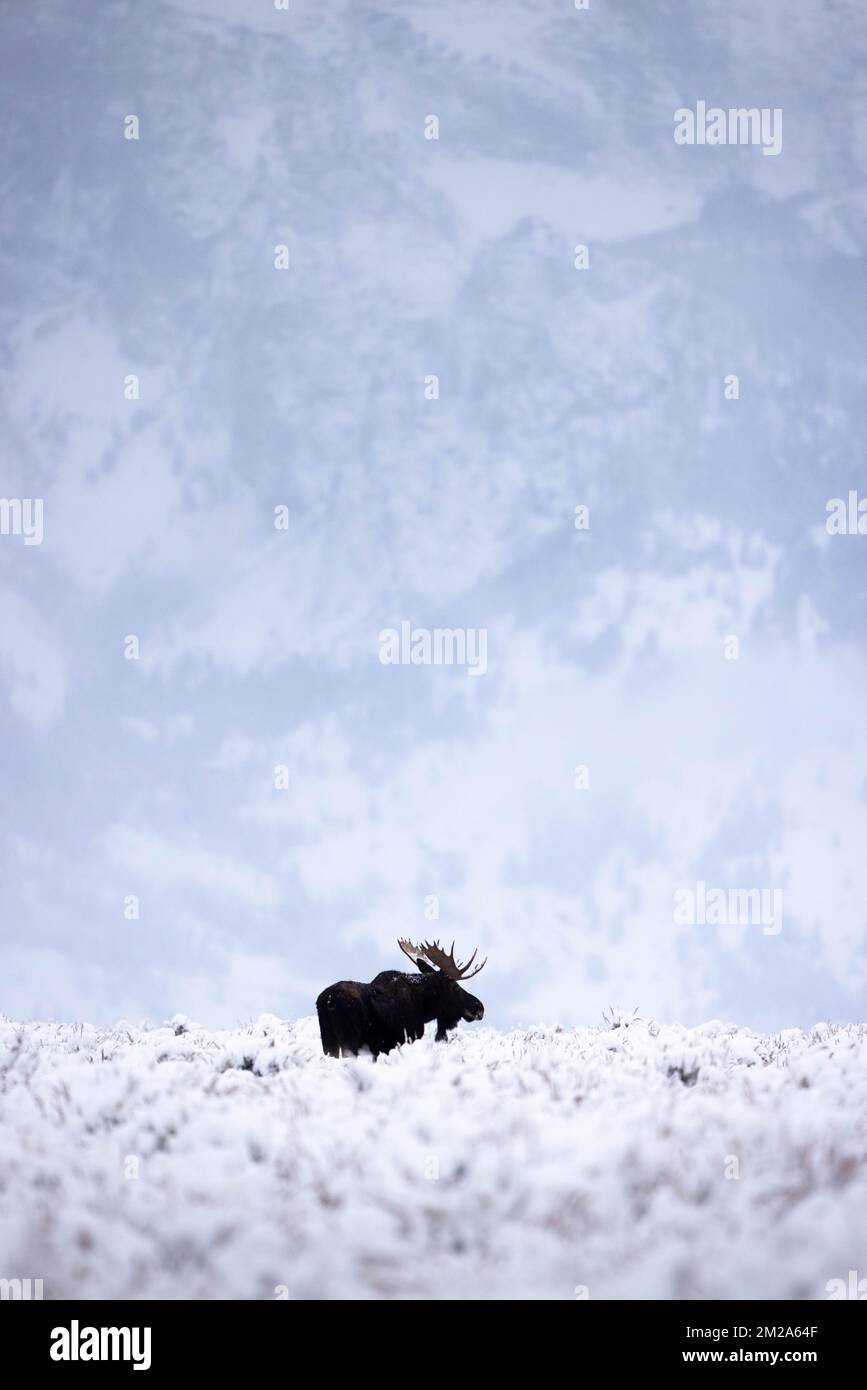 A bull moose standing on Antelope Flats below the Teton Mountains. Grand Teton National Park, Wyoming Stock Photo