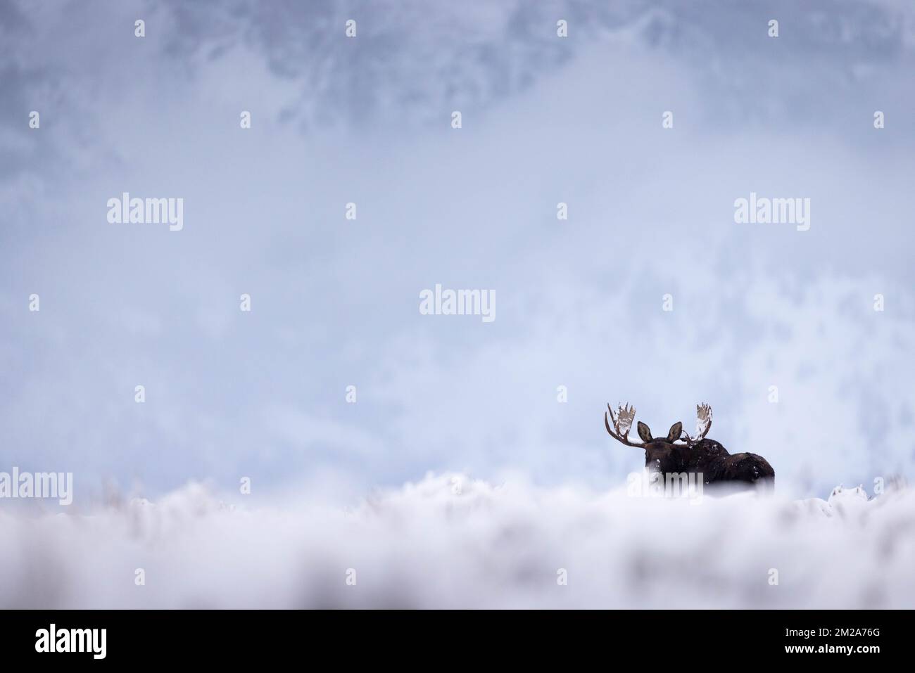 A bull moose standing in a snowy landscape against the Teton Mountains. Grand Teton National Park, Wyoming Stock Photo