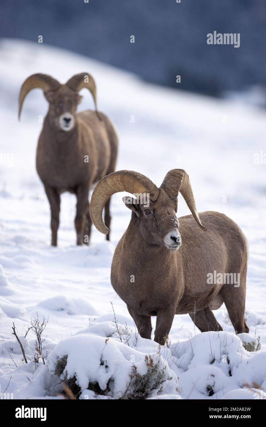 Two bighorn sheep rams standing on a hill covered in snow. National Elk Refuge, Wyoming Stock Photo
