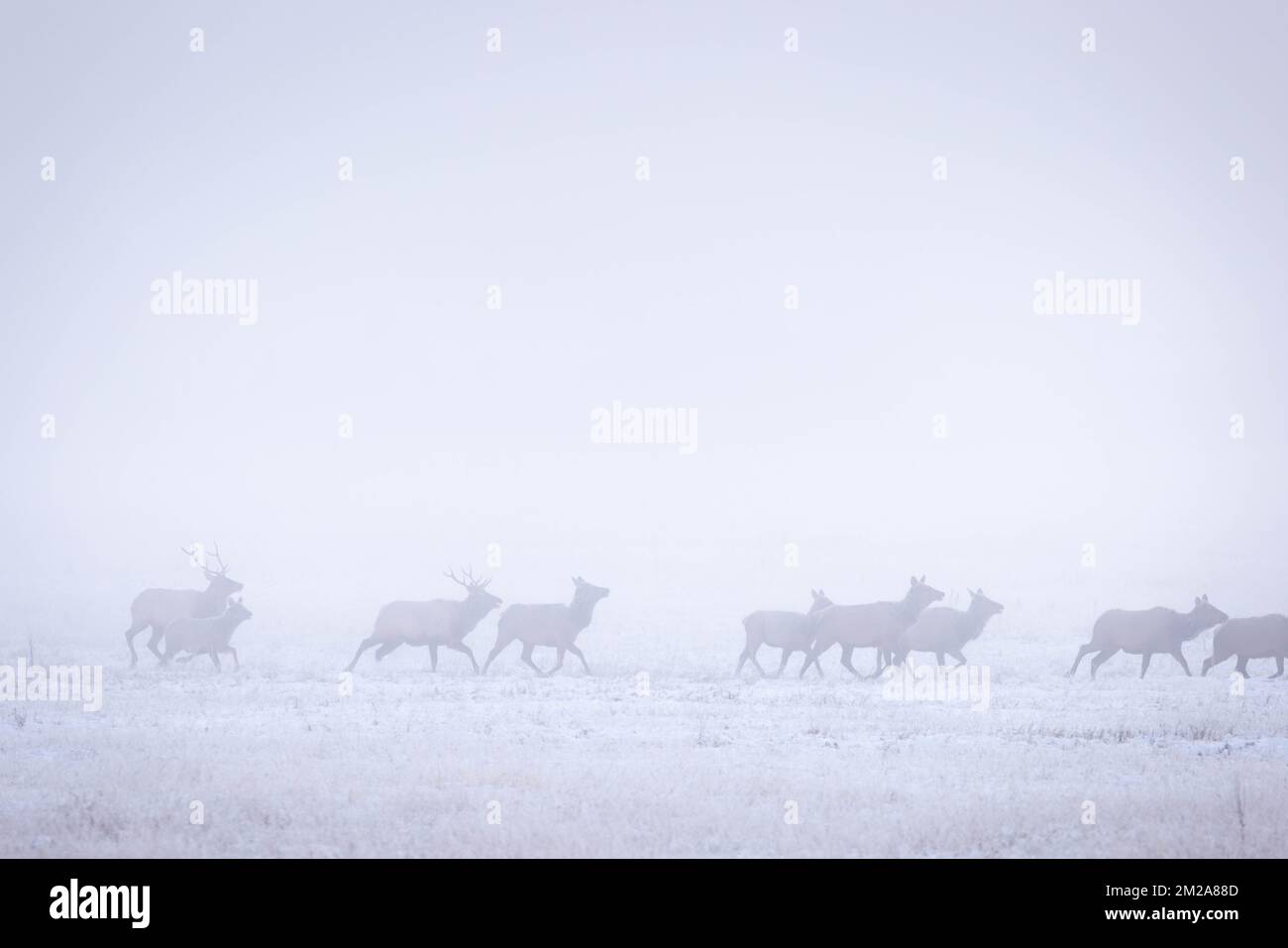 An elk herd running through a thick fog on a winter morning. National Elk Refuge, Wyoming Stock Photo