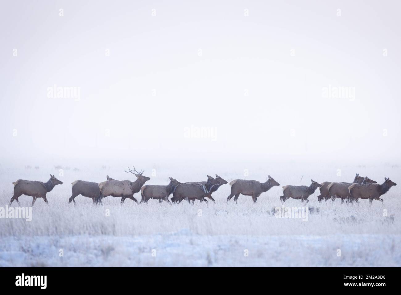 An elk herd running through snowy grasses below a thick fog. National Elk Refuge, Wyoming Stock Photo