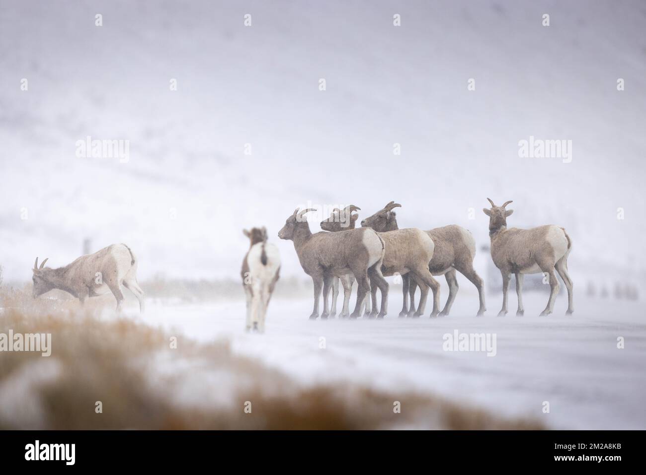 A small bighorn sheep elk herd standing in a dirt road on a snowy winter morning. National Elk Refuge, Wyoming Stock Photo