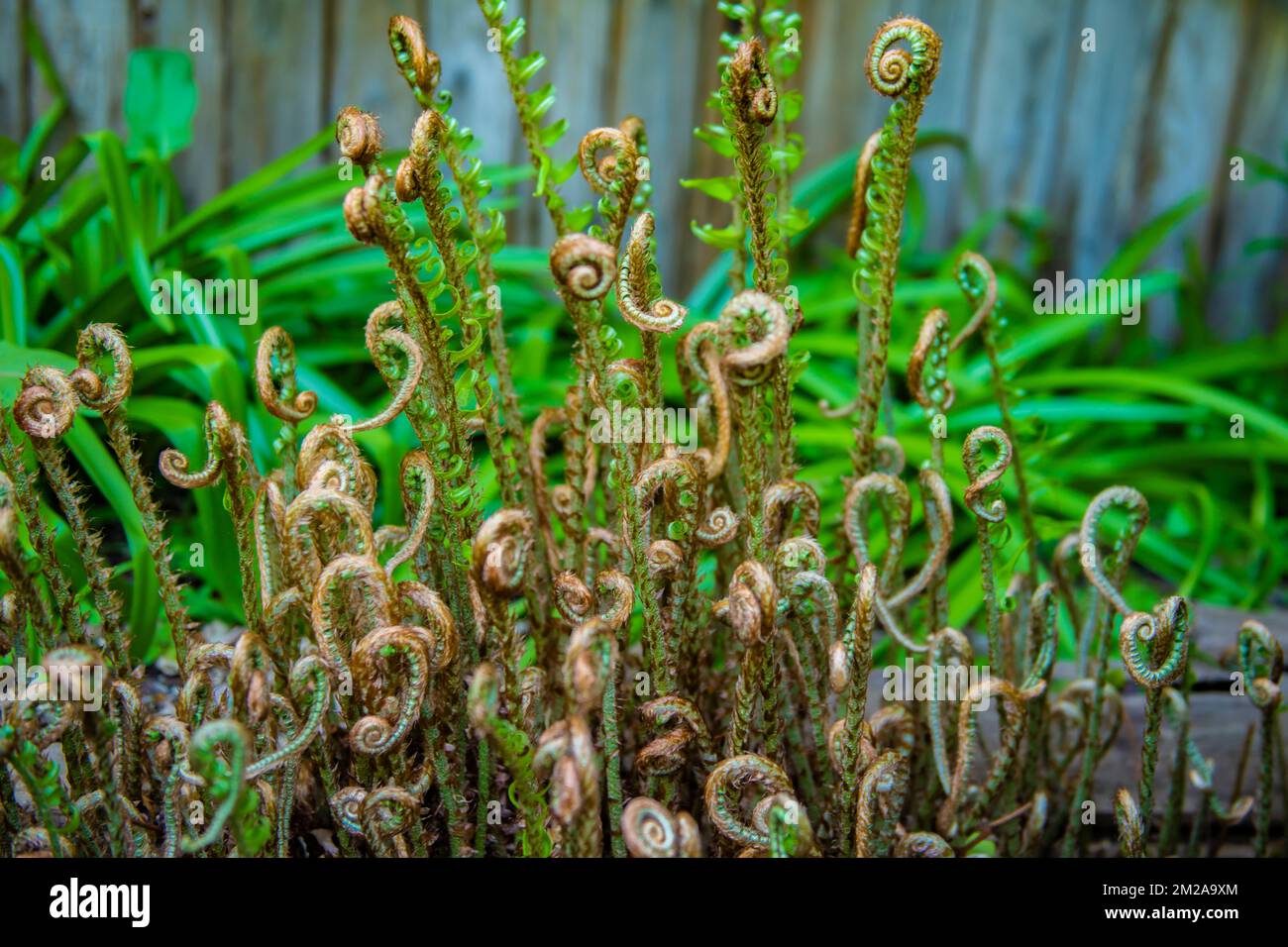Western swordfern growing in Fibonaaci spirals at Orr hotsprings Stock Photo