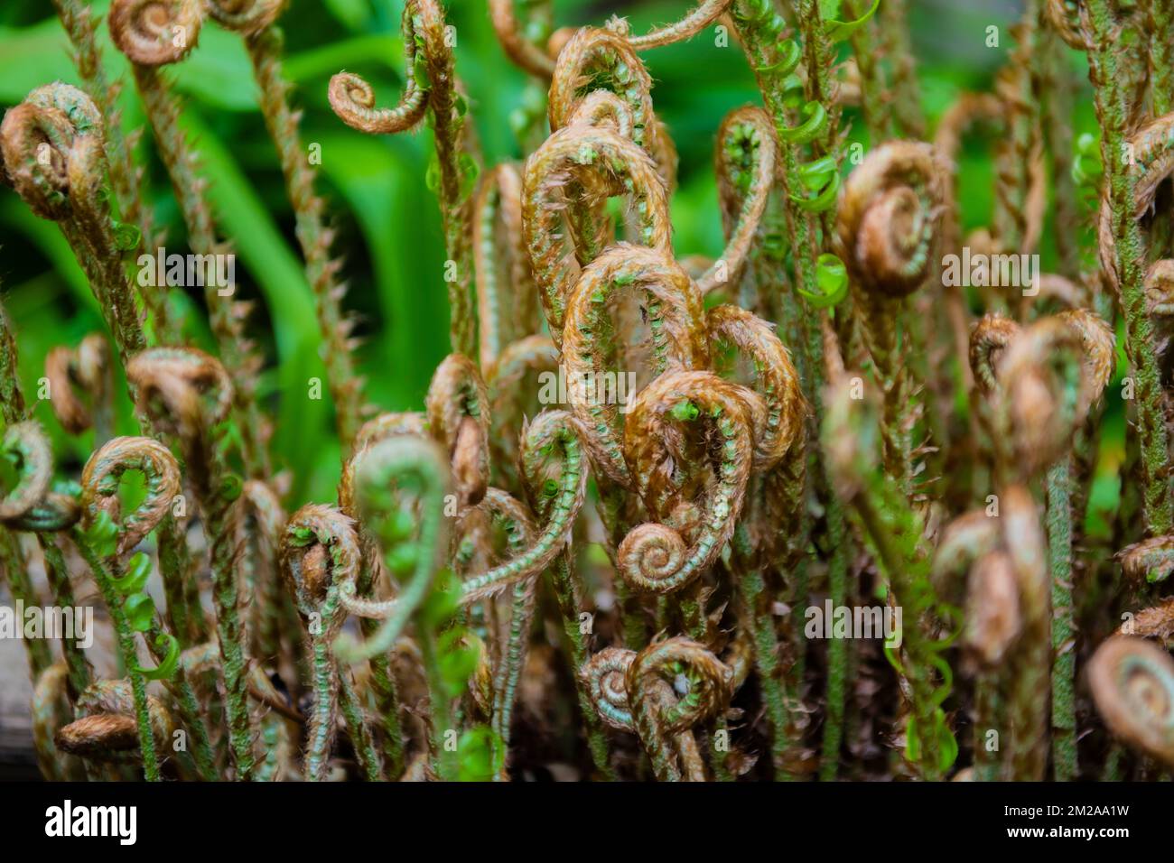 Western swordfern growing in Fibonaaci spirals at Orr hotsprings Stock Photo